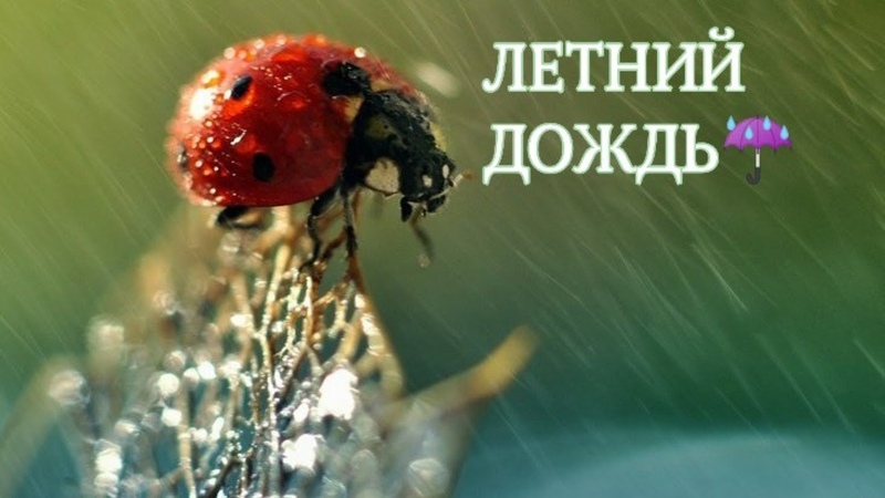 3 ЧАСА НЕЖНОГО ШУМА ЛЕТНЕГО ДОЖДЯ И ПЕНИЕ ПТИЦ SUMMER