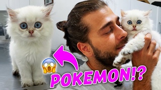 POKEMON MU BU KEDİ!? 😍 ( Gözlerinize İnanamayacaksınız! )