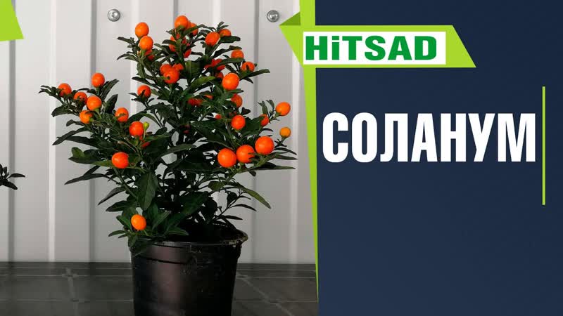 ПАСЛЕН КОМНАТНЫЙ Соланум: советы по уходу в домашних