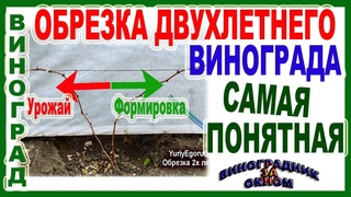 🍇 Ясно и понятно. Обрезка двухлетнего  куста винограда. Проще пареной репы! Три варианта обрезки.