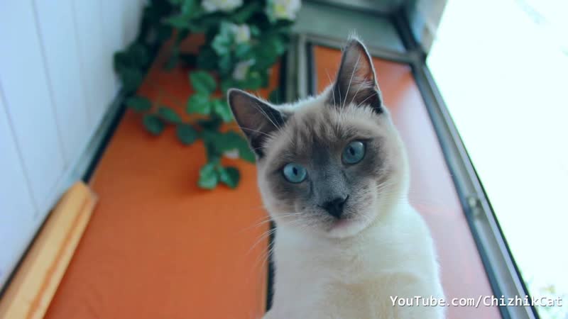 CUTE CATS ( LORDIK AND