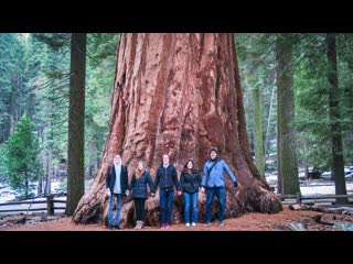 LARGEST TREE ON THE PLANET