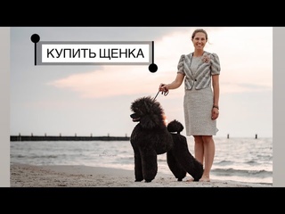 КУПИТЬ ЩЕНКА - блиц неудобных вопросов