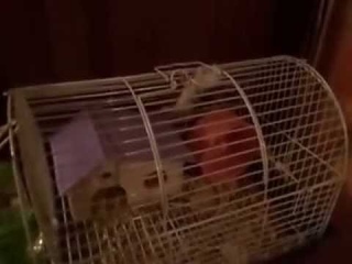 хомяк, склонность к побегу