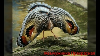 Солнечная цапля.