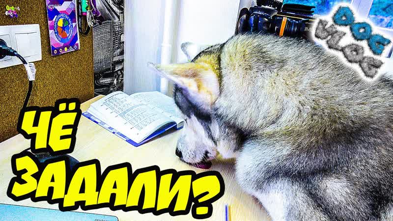 DOGVLOG: ХАСКИ УЧИТ УРОКИ. КЛИП ИЗ ВИДЕО ПОДПИСЧИКОВ. Говорящая