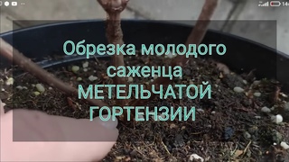 Как начать формировать куст МЕТЕЛЬЧАТОЙ ГОРТЕНЗИИ