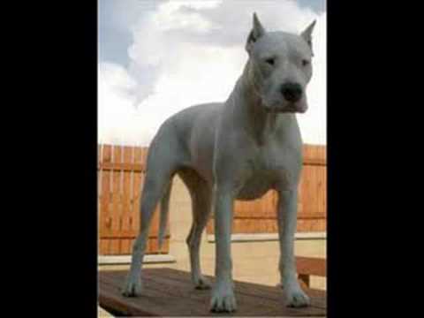 ICE BEAR - Pit Bull