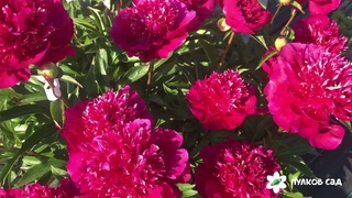 Red spider peony  Рэд спаидер пион. Пулков сад (2022 г)