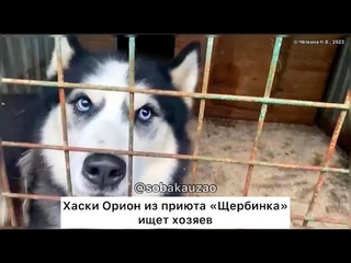 Хаски Орион попал в приют Щербинка. Проект Собака Юзао