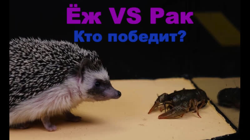 Что если африканский ёж увидит речного рака и огромного