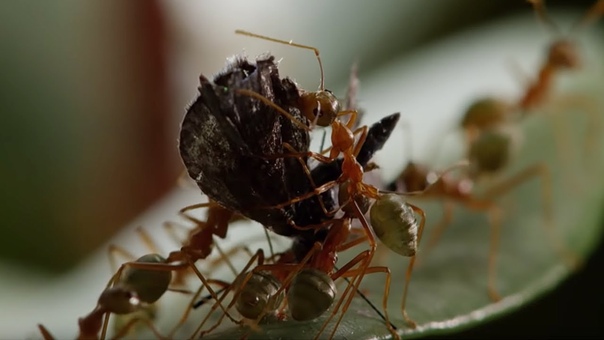 Ant Fortress Under Attack Life Story