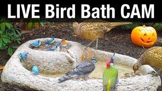 LIVE Bird Bath Cam