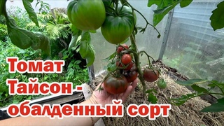 Обзор 1. Томаты - 2022