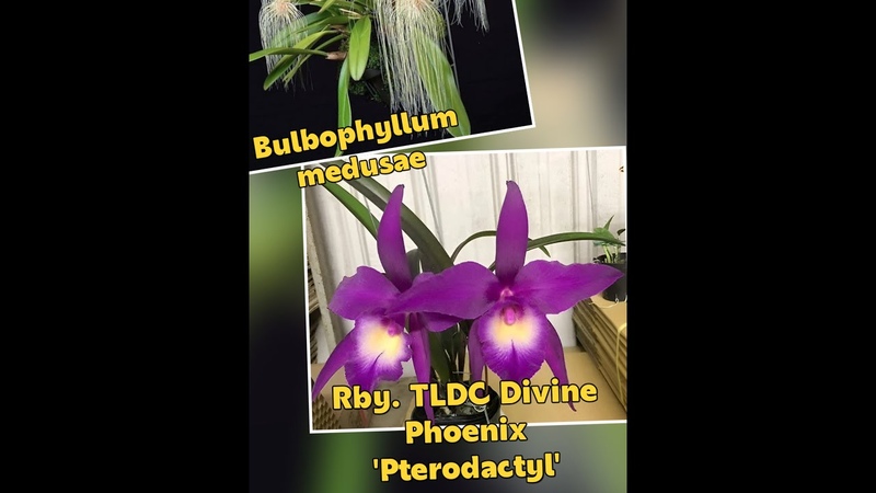 Rby. TLDC Divine Phoenix Pterodactyl ВМЕСТО Bulbophyllum medusae. 16 июля 2024