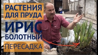 Ирисы в своем пруду. Как пересадить и размножить Ирис Болотныи для пруда.