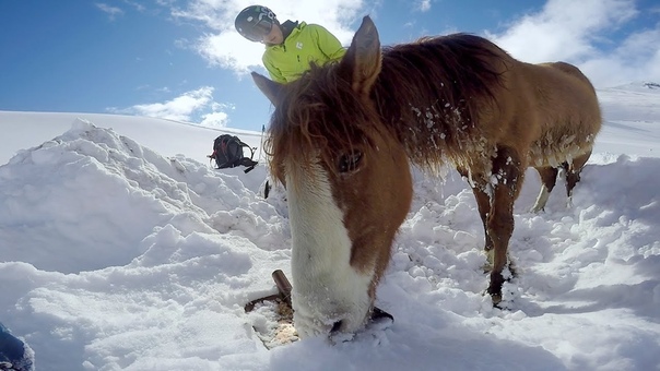 Go Pro: Chilean Horse