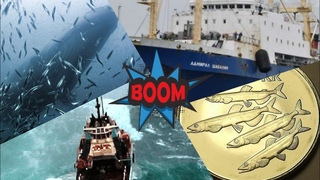 Как мы на мойве Адмирал Шабалин     (capelin rolling on the Admiral Shabalin vessel 2010)