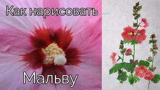 Как рисовать урок Мальва How to draw Mallow painting tutorial