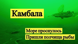 Камбала. Море проснулось. Подводная съёмка! // Flatfish. Underwater video! (Eng Subs)