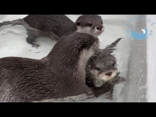 カワウソの赤ちゃん、息継ぎの練習もサボれません！　Baby otter practices breathing!