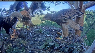 REPLAY☀️🦅ПОВТОР 23/7/23 1/2 Eastern Imperial Eagles Altyn & Altynai☀️🦅Солнечные Орлы Алтын и Алтынай
