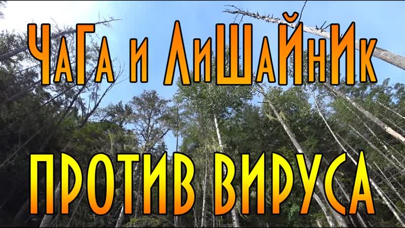 Как заваривать чагу и уснею как лекарство. Повышаем