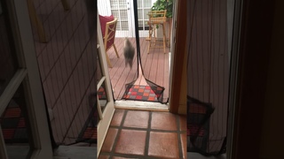 Dog and Cat Go Through Mesh Screen in Different Ways || ViralHog