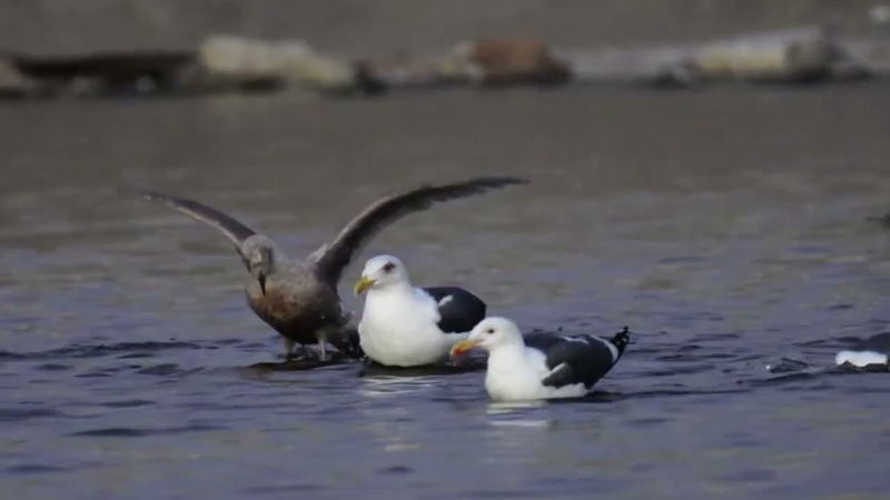 Тихоокеанская чайка, Slaty backed Gull