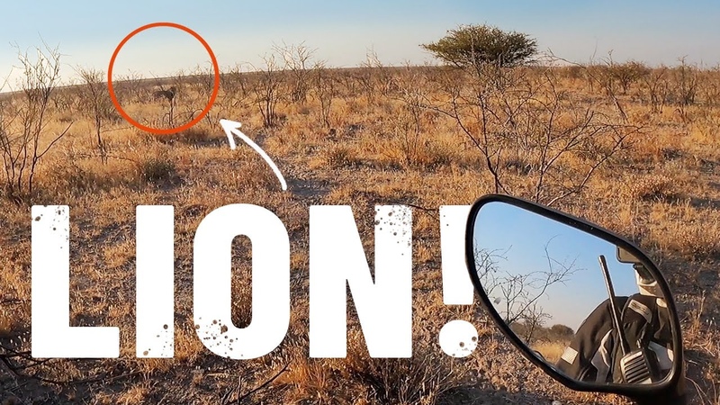 Face to face with THREE MALE LIONS in Namibia S5 Eps.