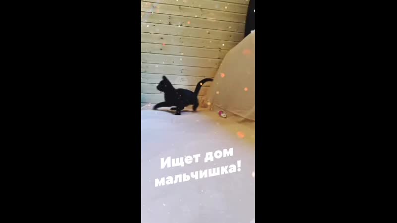 1597160358693.mp4