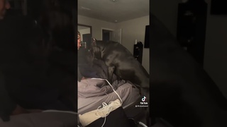 He is too big to be that quite #texas #dreeandghost #bigdog #canecorso #dogmom