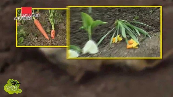 Ловушка для полевых мышей и кротов SWISSINNO ( Mole