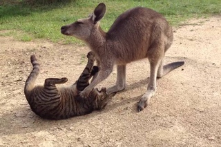 Kangaroo and cat playing