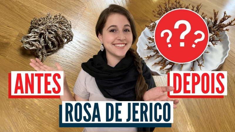 A PLANTA DA RESSUREIÇĀ O O que é a Rosa de