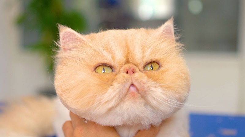 The cattest cat in the world, do you want to meet So