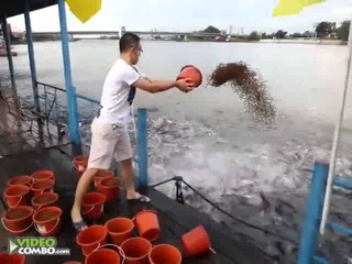 fish feeding frenzy