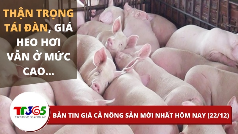 Giá heo hơi hôm nay Ngày 22 tháng 12 , Giá lợn hơi, Giá thịt lợn, Giá thịt heo mới nhất