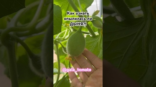 Как узнать опылилась ли ДЫНЯ!
