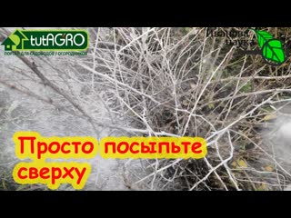ЭТИМ ПОРОШКОМ ПОСЫПЬТЕ ЗЕМЛЯНИКУ, КРЫЖОВНИК, РОЗЫ, ВИНОГРАД и другие кусты и забудьте о болезнях.