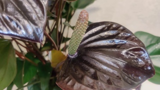 Anthurium Black Beauty / Антуриум Блэк Бьюти 17/65