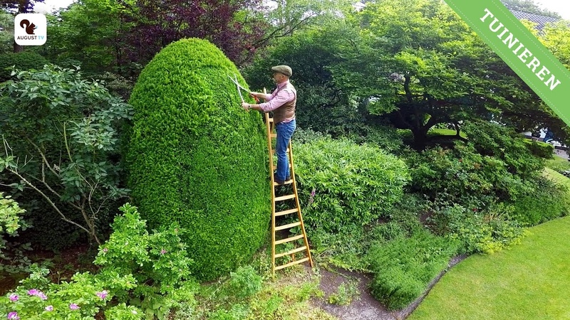 Taxus Buxus
