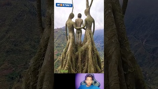 Respect🤯|The amazing tree 🌳#shorts