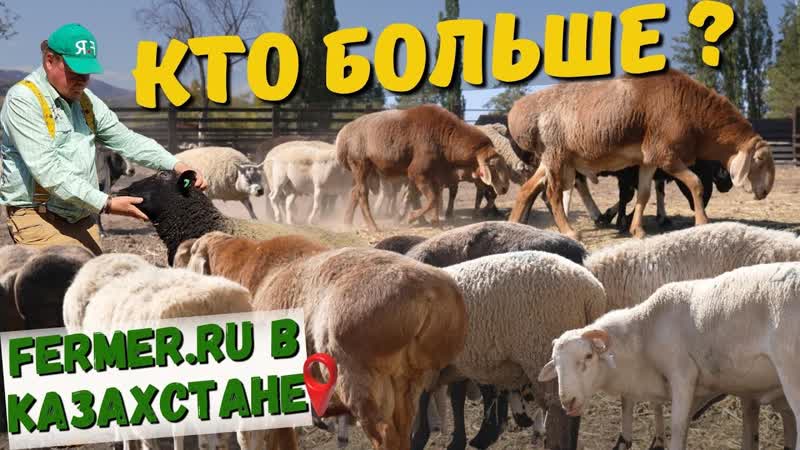 Дорпер, Саффолк, Тексель, или Эдильбай Взвешивание баранов