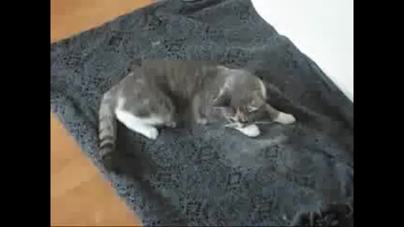 котэ напоили :