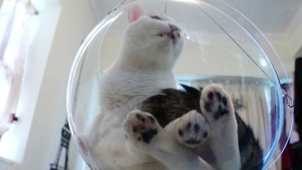 Cute cat in a transparent