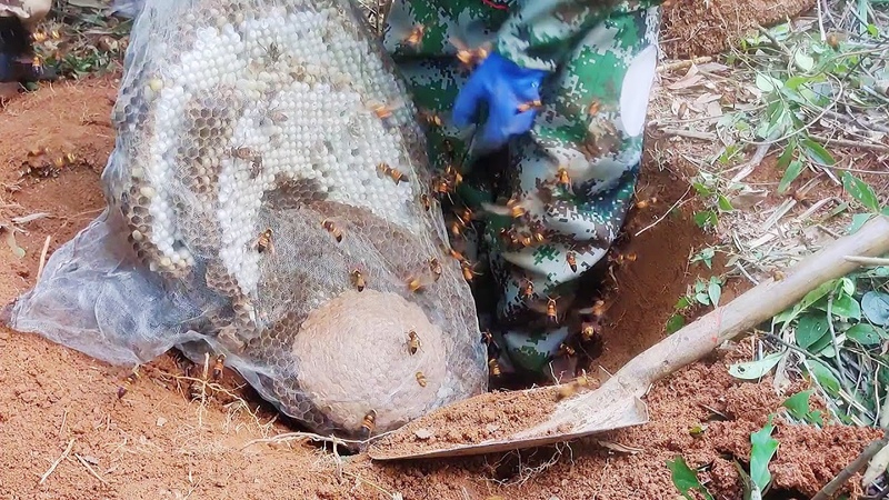 MURDEROUS HORNETS NEST REMOVAL, VESPA MANDARINIA, ASIAN GIANT HORNET, WASP STING, YELLOW JACKETS
