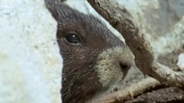 Waking up from Hibernation Animals: The Inside Story