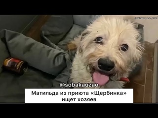 Маленькая Матильда 35 см. ростом ищет семью! Приют Щербинка. Проект Собака Юзао