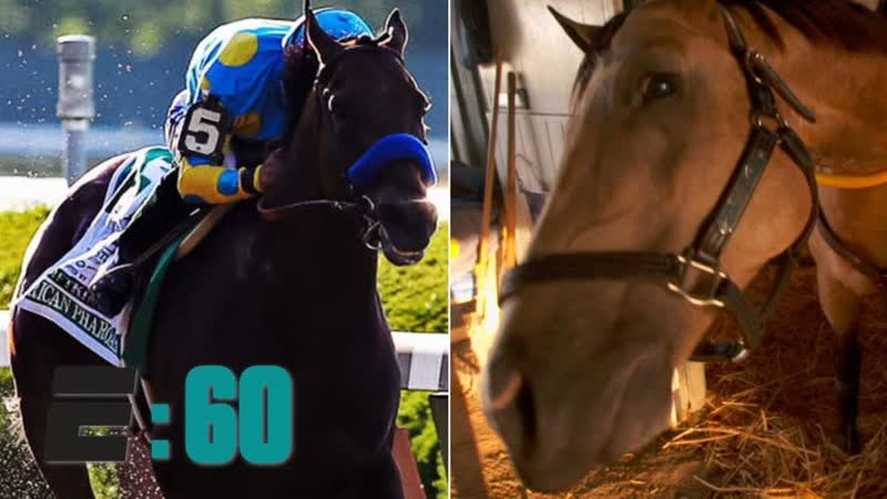 Meet American Pharoahs best friend Smokey,